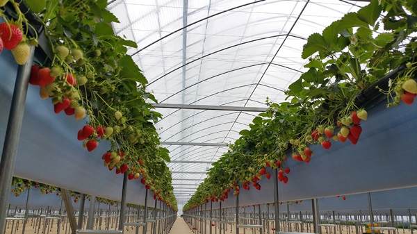 수출 전문 딸기 신품종 ‘알타킹’ 첫 출하