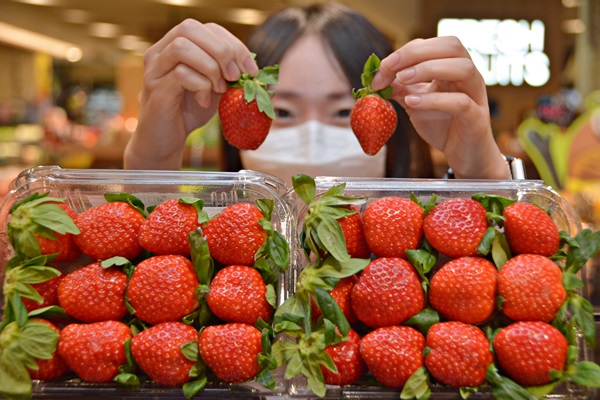 [유통 단신] “딸기가 벌써?” 올 가을 딸기 첫 판매