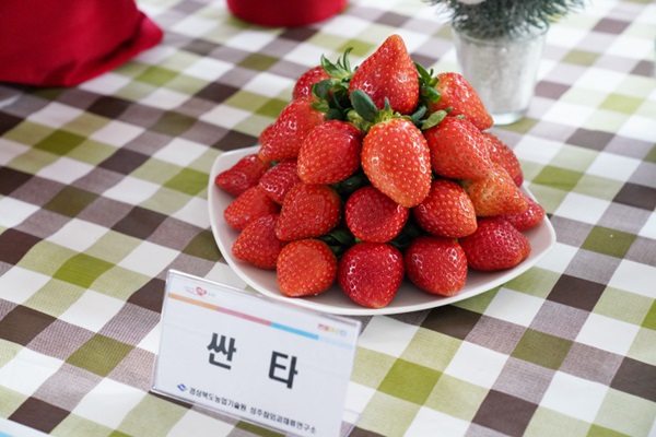 경북도 수출용 고품질 딸기 신품종, 농가 보급 나선다