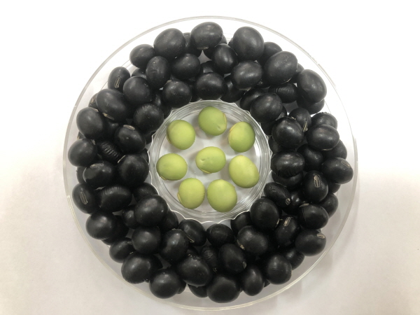 MZ세대가 좋아하는 콩? 경북도 ‘빛나두’ 특화단지 육성